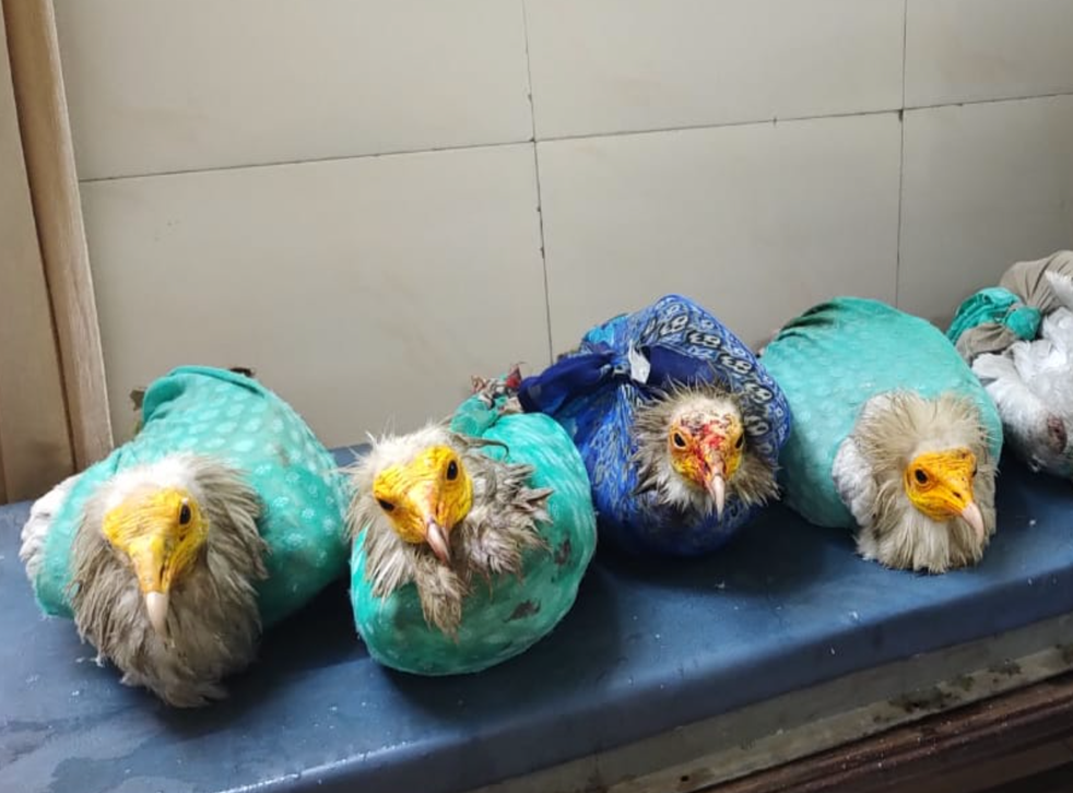 <p>Seven endangered Egyptian vultures were rescued from a train in India</p>