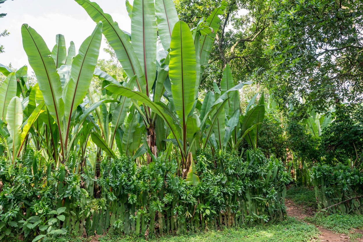 Enset plant, also known as false banana or Ethiopian banana plant