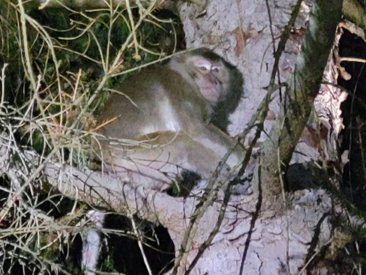 Several monkeys escaped from a truck in rural Pennsylvania after a crash