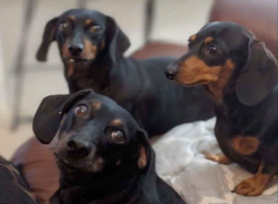 Walt Hichox’s dachsund puppies Pickles, Pepper and Piper were saved from the bear