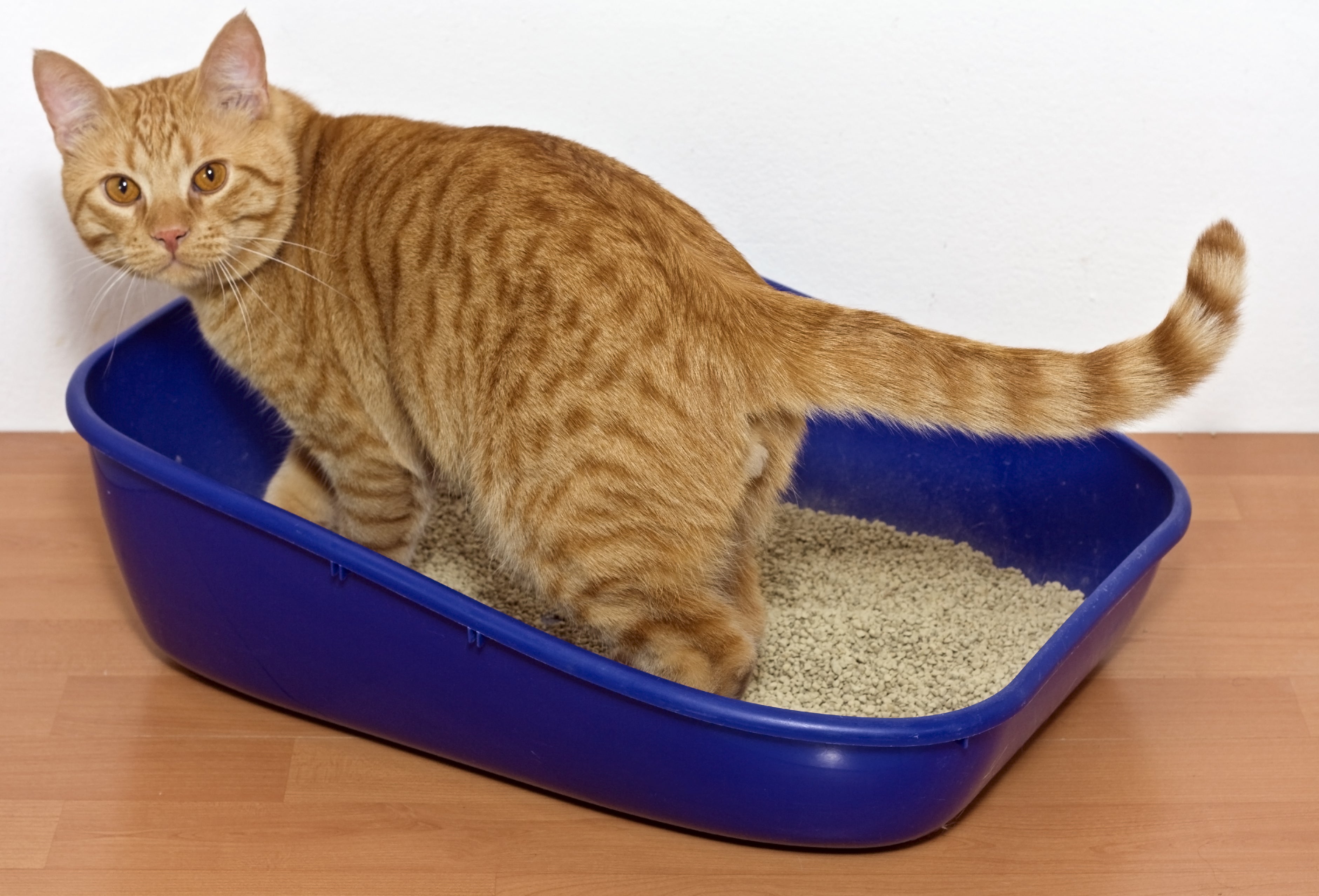 Litter Boxes In Schools Hoax: Most Up-to-Date Encyclopedia, News