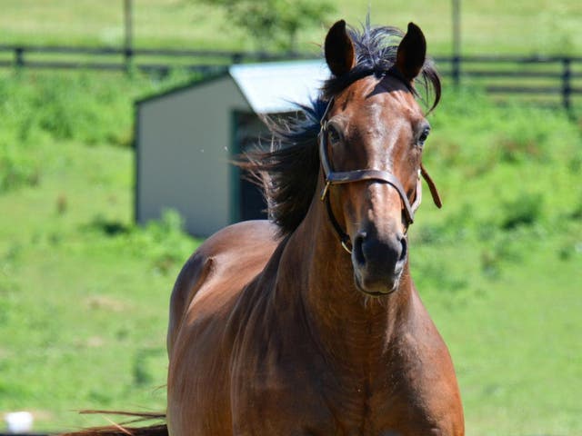 <p>Thoroughbred who played Seabiscuit in Oscar winning film dies, aged 24</p>