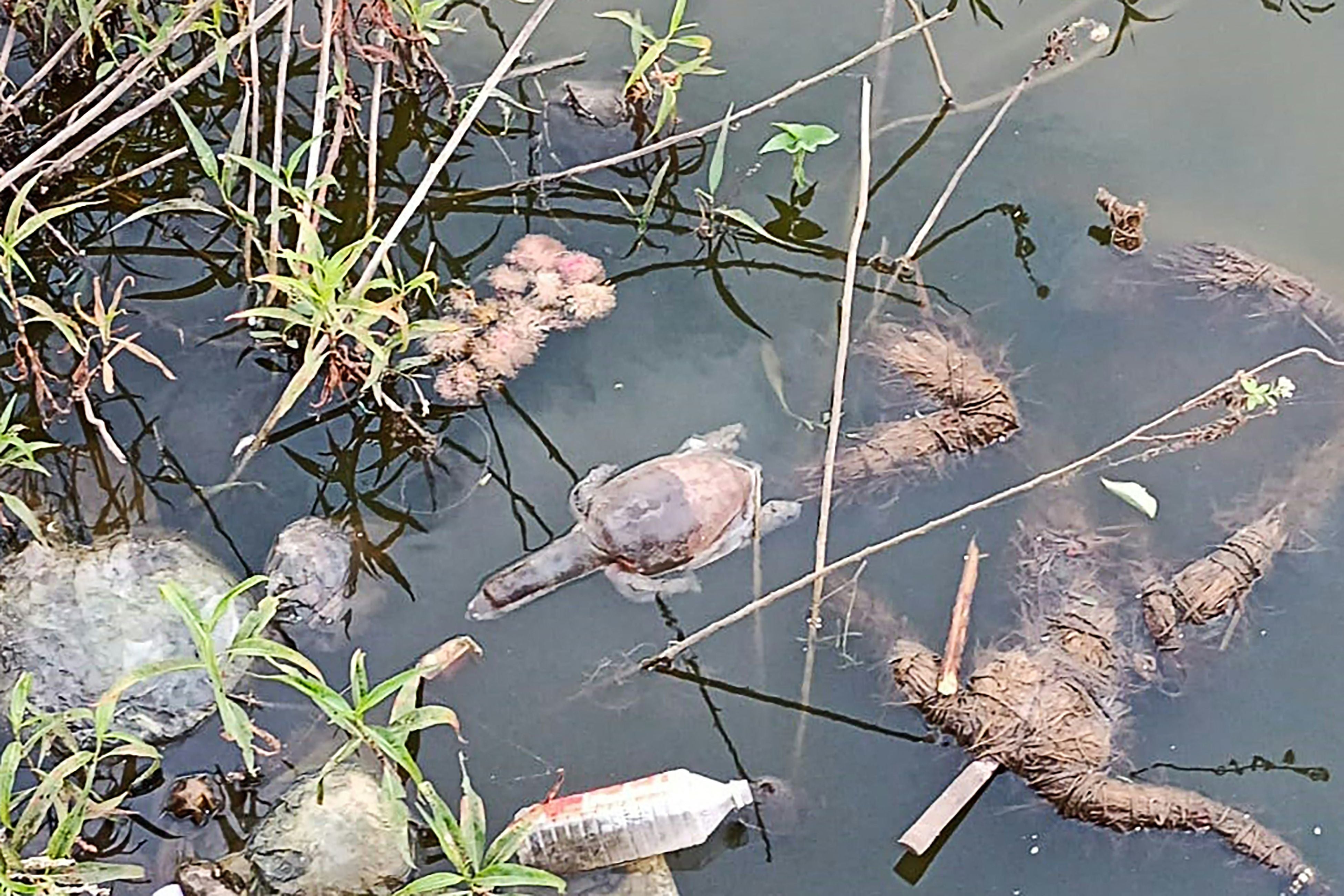 A dead turtle floats on the Gauripada lake in India