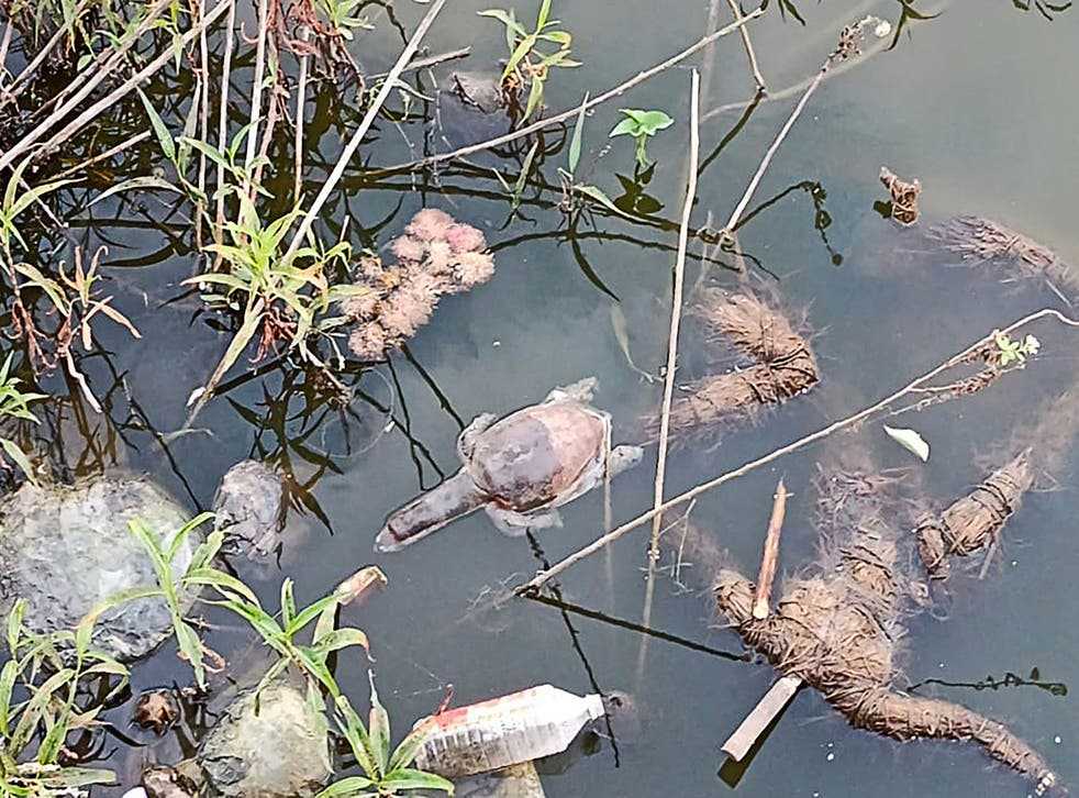 <p>A dead turtle floats on the Gauripada lake in India </p>