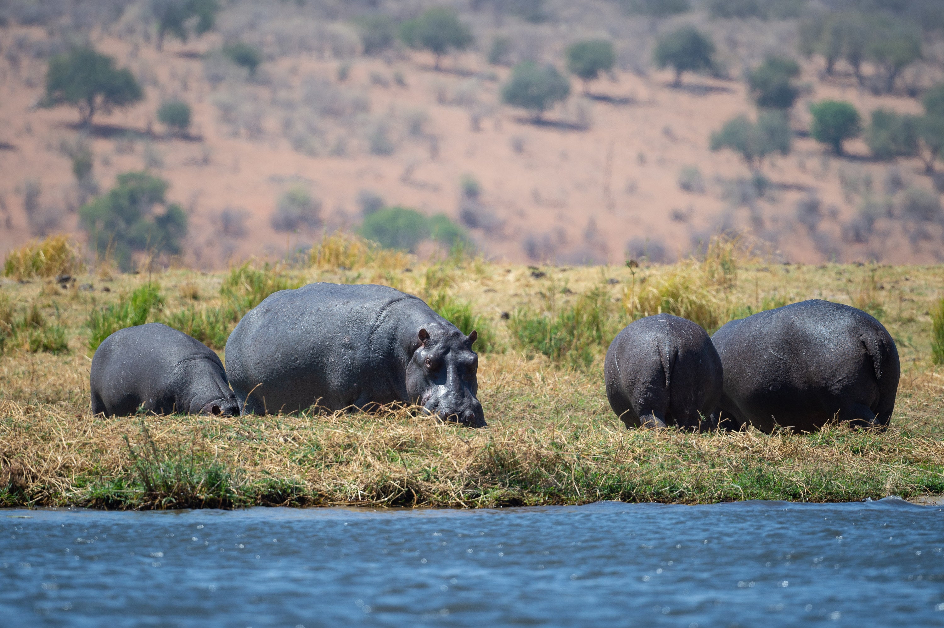 Hippos ‘wheeze honk’ calls can be heard over long distances