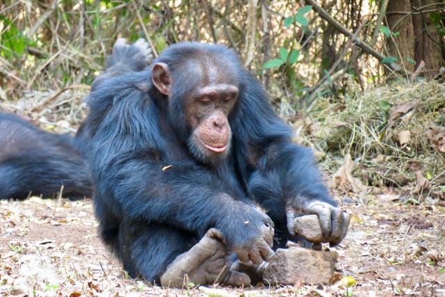 <p>A chimpanzee in Guinea uses a hammer and anvil arrangement of stones to crack open a nut</p>
