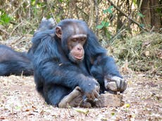 Chimpanzee culture ‘more similar’ to humans’ than previously realised, researchers say