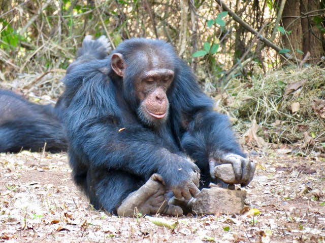 <p>A chimpanzee in Guinea uses a hammer and anvil arrangement of stones to crack open a nut</p>