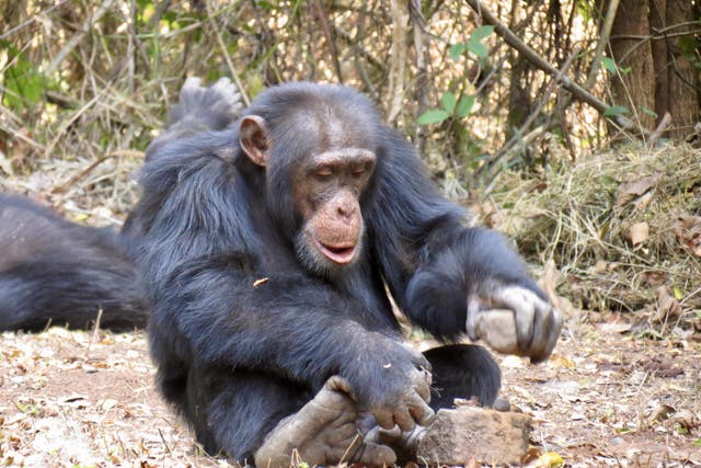 Tool use may be socially learned in wild chimpanzees, research suggests (Kathelijne Koops/Nature Human Behaviour)
