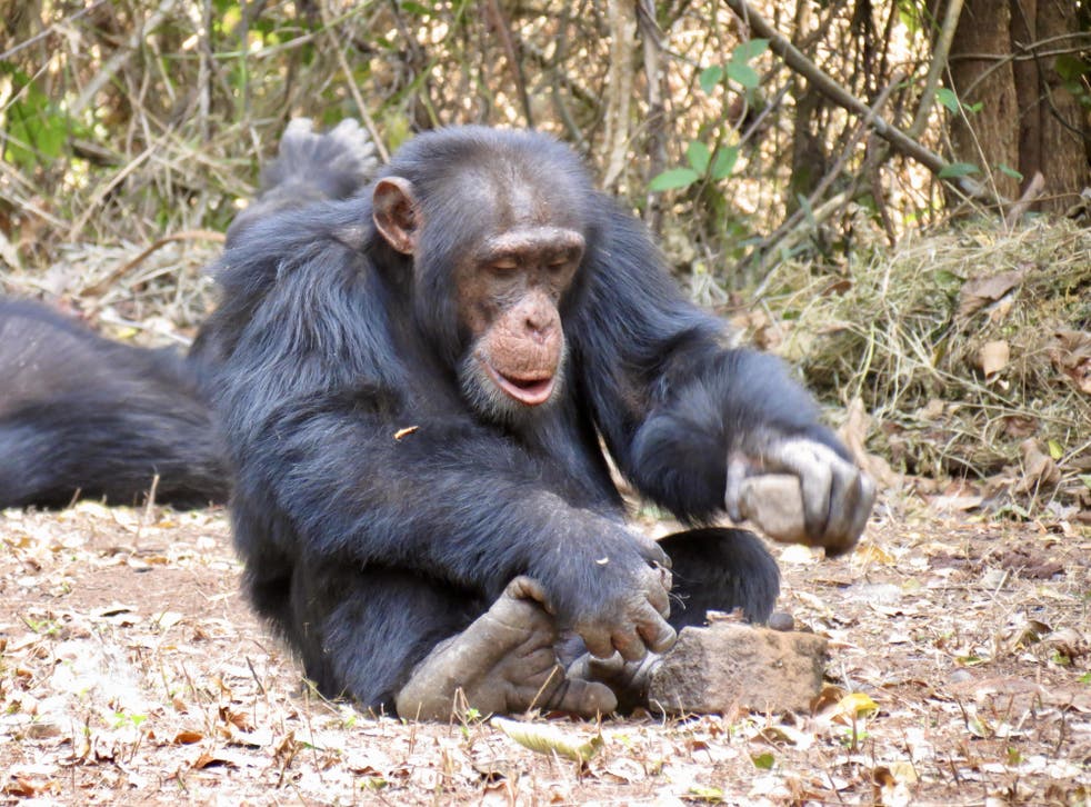 Tool use may be socially learned in wild chimpanzees, research suggests (Kathelijne Koops/Nature Human Behaviour)