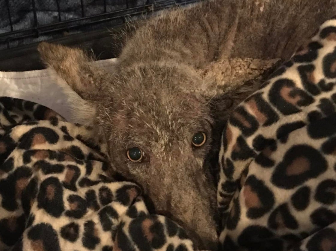 A coyote lies inside a cage on a pile of blankets. The creature was found by Christina Eyth in Pennsylvania.