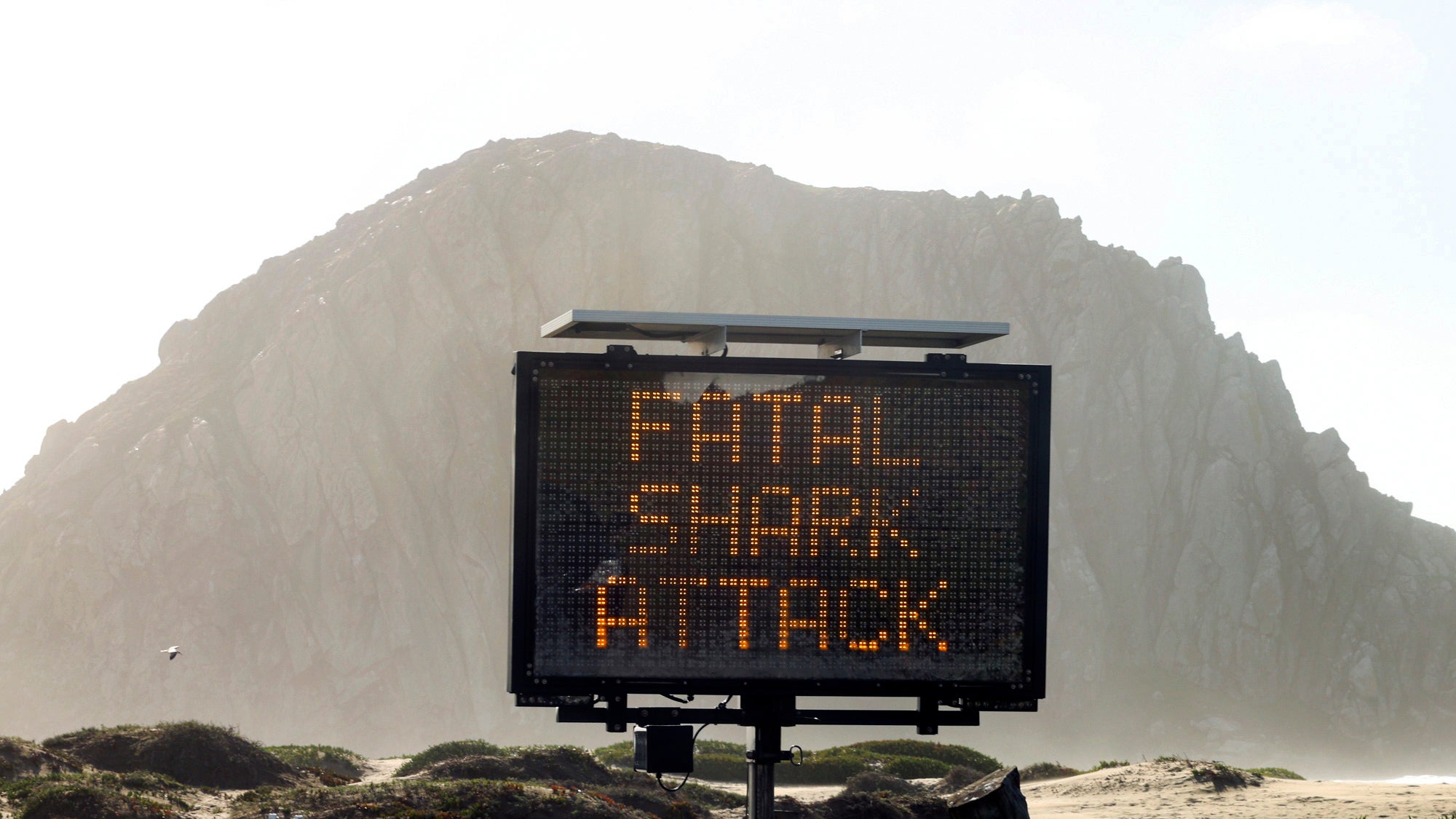 A sign warning about a shark attack in Morro Bay, California, in 2021