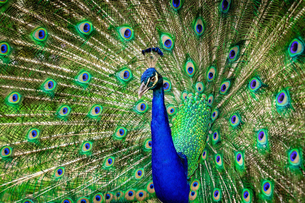 https://static.independent.co.uk/2022/01/25/11/iStock-1330543167.jpg?width=1200&height=800&crop=1200:800