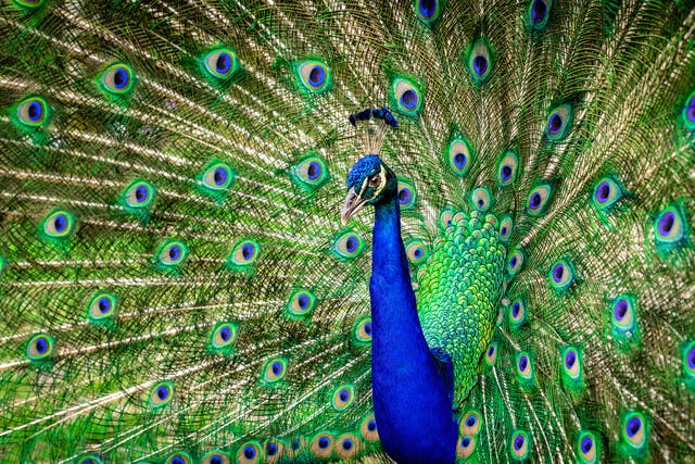 <p>The peacock’s tail is a handicap in most aspects of its life – save for the attraction of a female</p>
