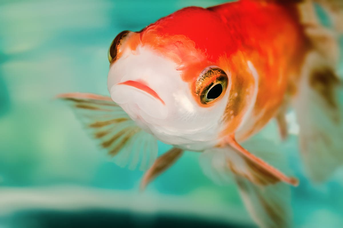 Do fish blink, and why don’t chickens fly? | The Independent