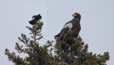 Rare eagle seen in Maine, wowing birders, might stay a bit