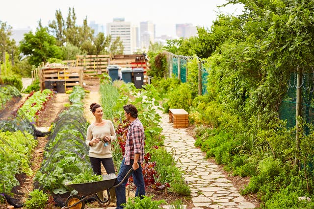 <p>In the UK only around 1 per cent of urban green space is taken up by allotments dedicated for food production</p>