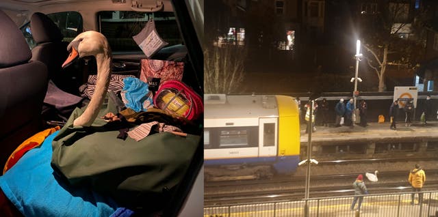 An injured swan had to be rescued after it made its way on to the tracks at a station in west London, causing hours of delays (Nicola Cilliers/PA)