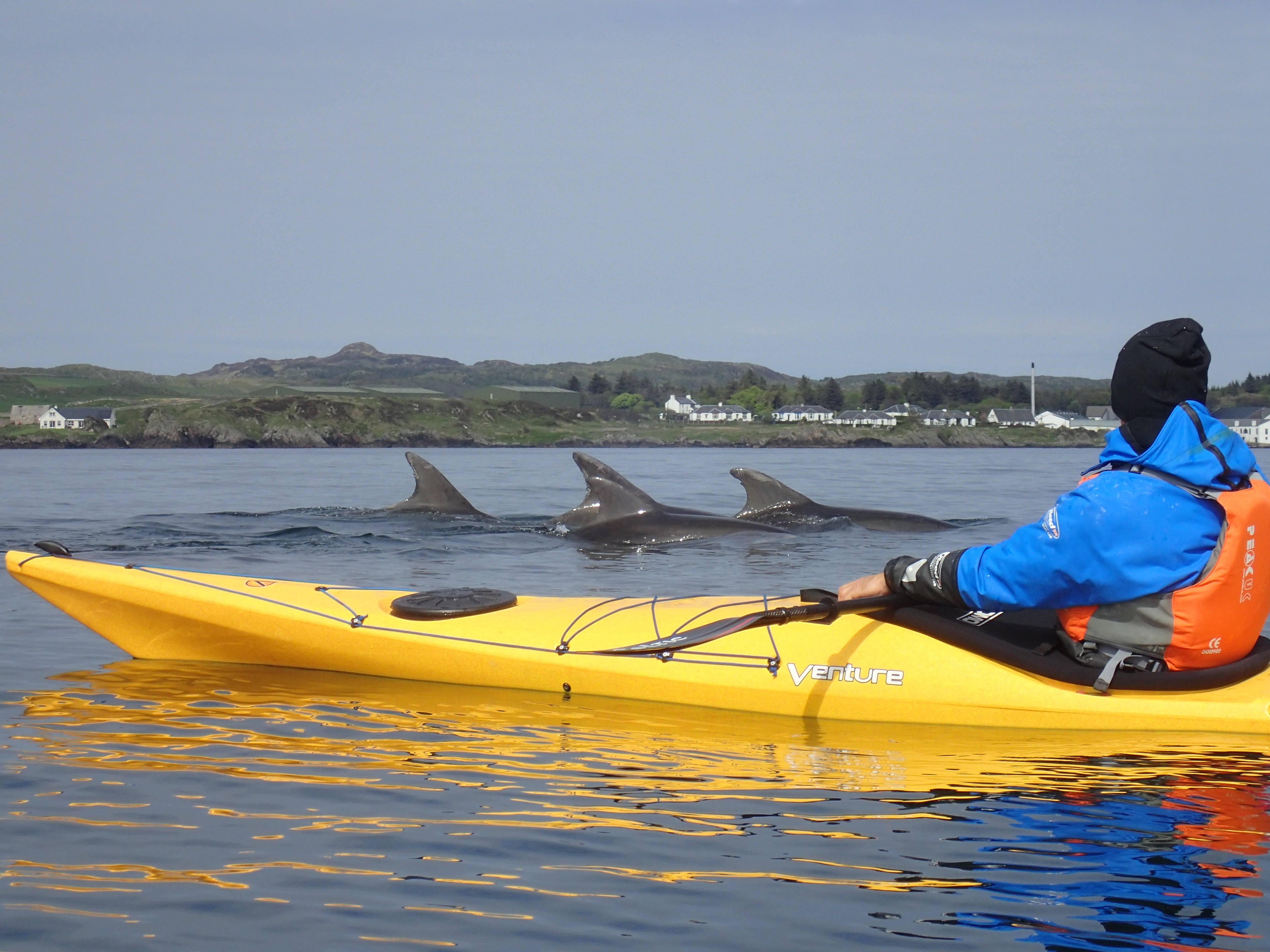 Dolphins off the Islay coast