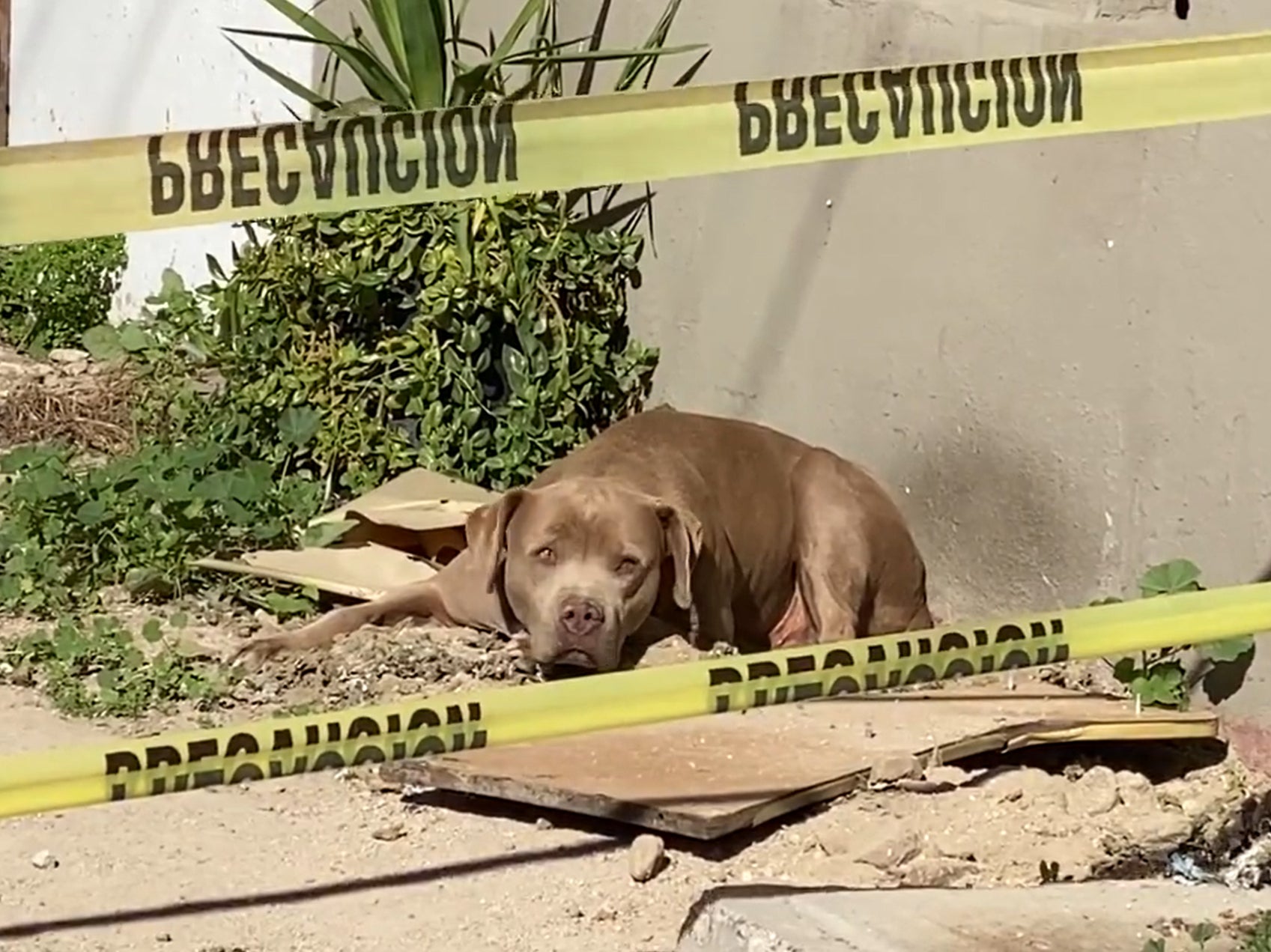 The dog of Lourdes Maldonado López waits after the Mexican journalist killed in Tijuana