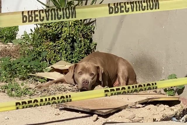 <p>The dog of Lourdes Maldonado López waits after the Mexican journalist killed in Tijuana</p>