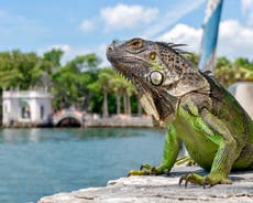 Florida weather forecasters warn of iguanas falling from trees during cold snap
