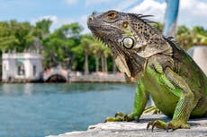 Florida weather forecasters warn of iguanas falling from trees during cold snap