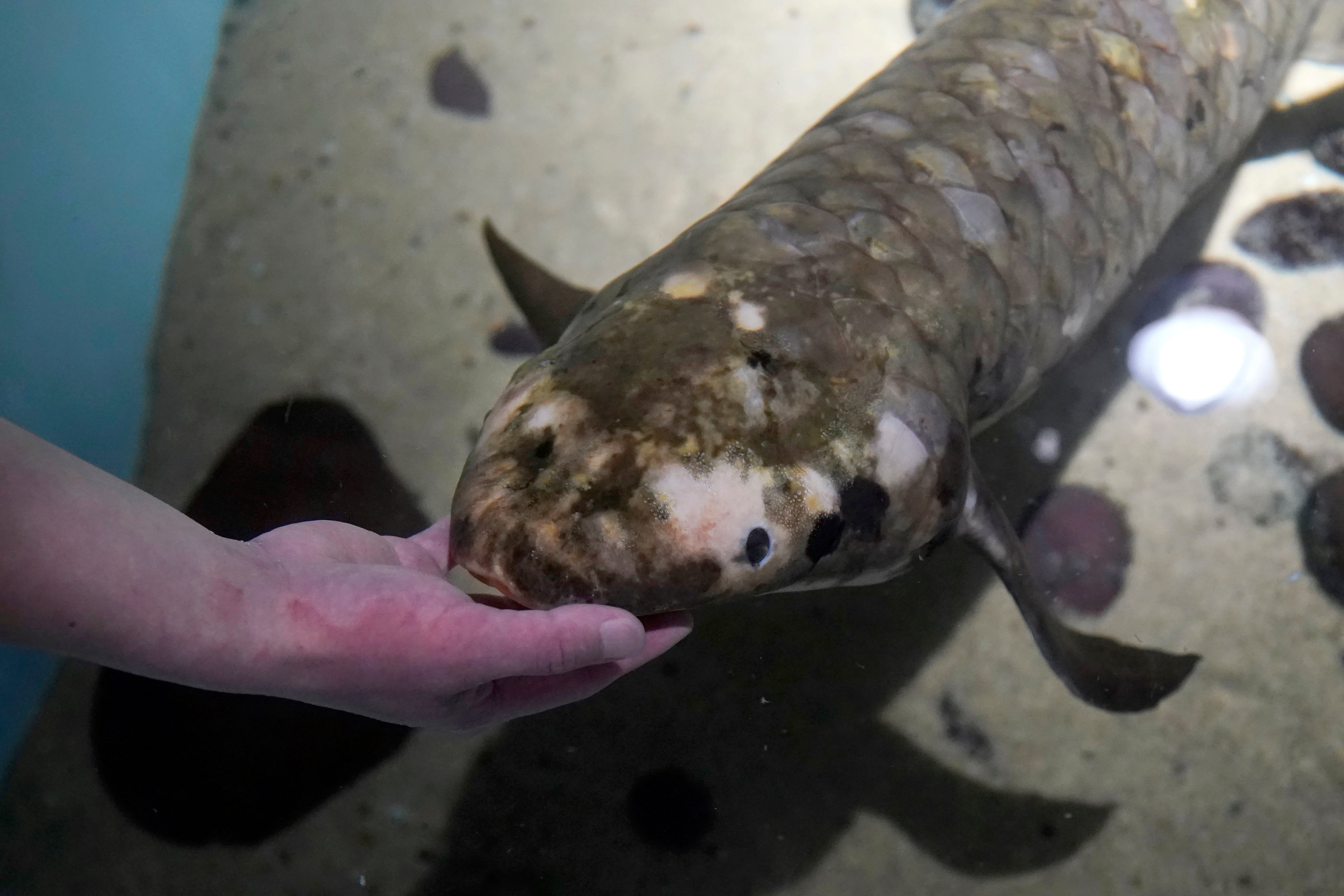 California Oldest Fish