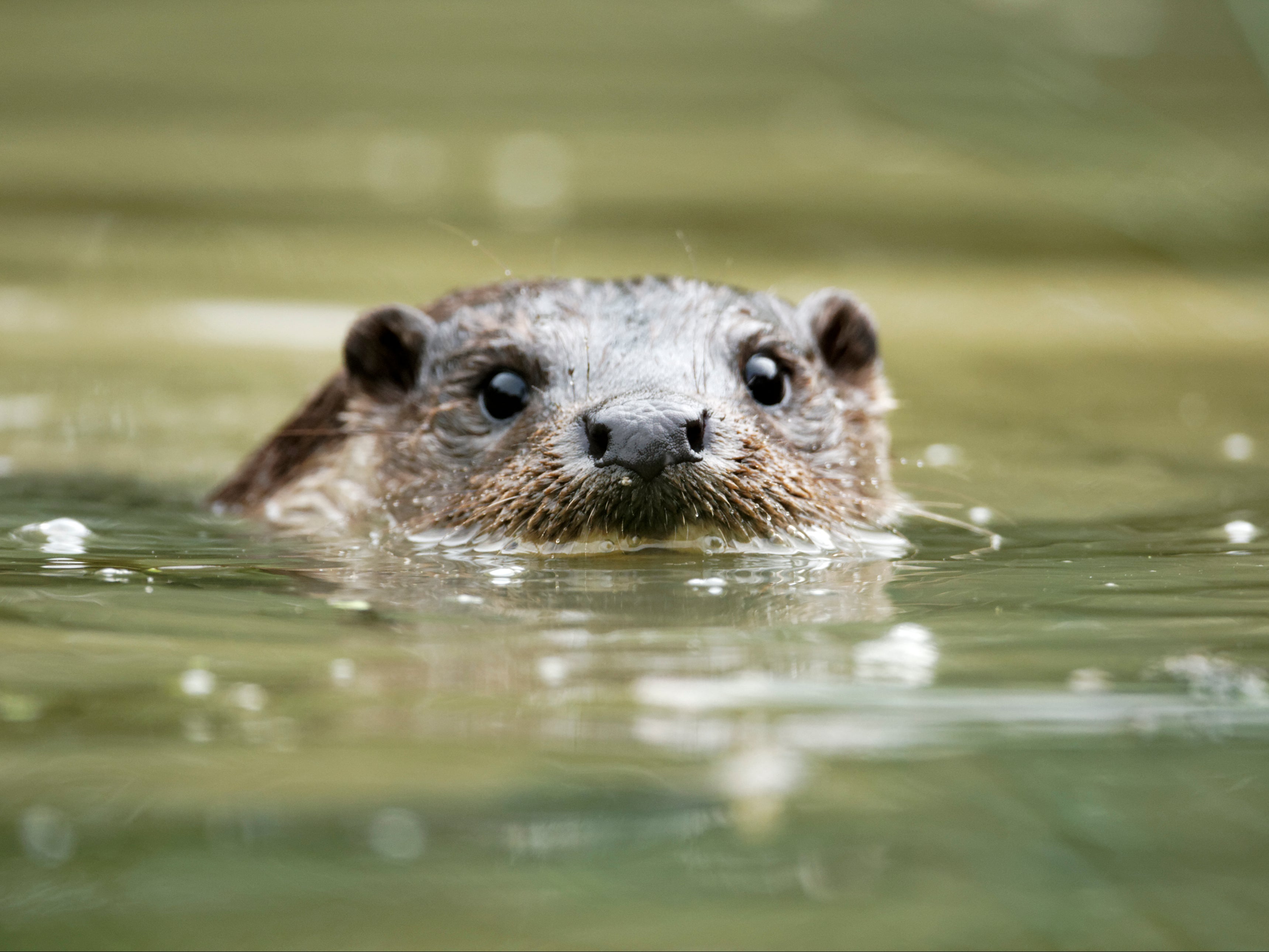 ‘Forever chemicals’ have been detected in otters in a new study