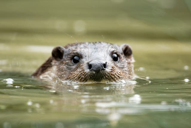 <p>‘Forever chemicals’ have been detected in otters in a new study</p>
