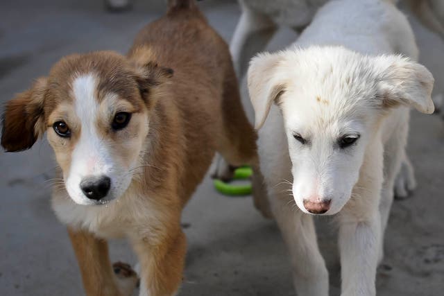Seble (left) and Benson, (right), eight week old puppies who have who have been rescued and are looking to be re-homed at the Nowzad Dogs charity based in Kabul, Afghanistan (Ben Birchall/PA)
