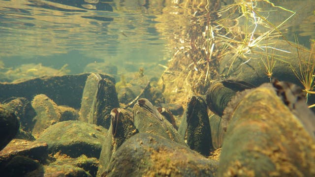 Bed of freshwater pearl mussels (Nature Scot/PA)