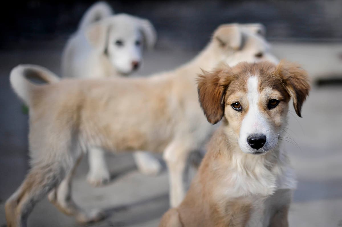 PM accused of lying over animal charity Nowzad&rsquo;s Afghan rescue as emails surface