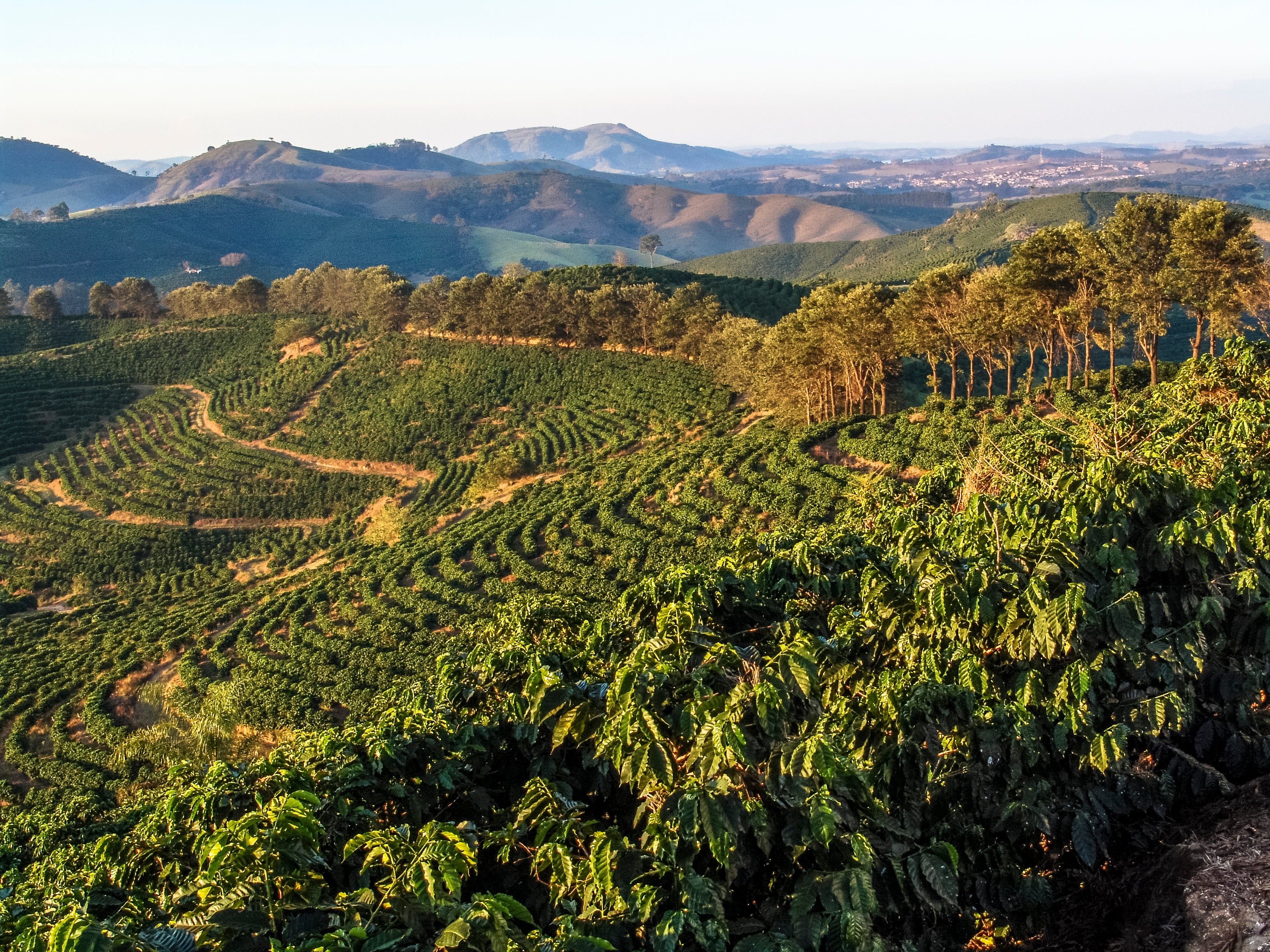 A coffee plantation in Minas Gerais, Brazil. The country produces around 40% of the world’s coffee supply