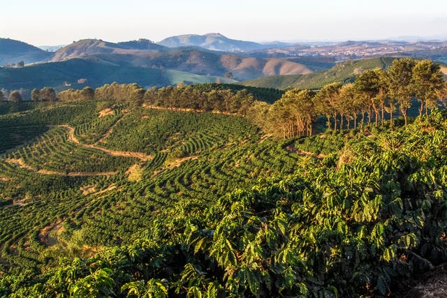 <p>A coffee plantation in Minas Gerais, Brazil. The country produces around 40% of the world’s coffee supply</p>