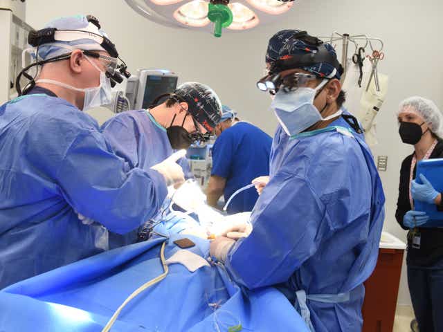 Los médicos han logrado trasplantar un corazón de cerdo modificado a un humano por primera vez