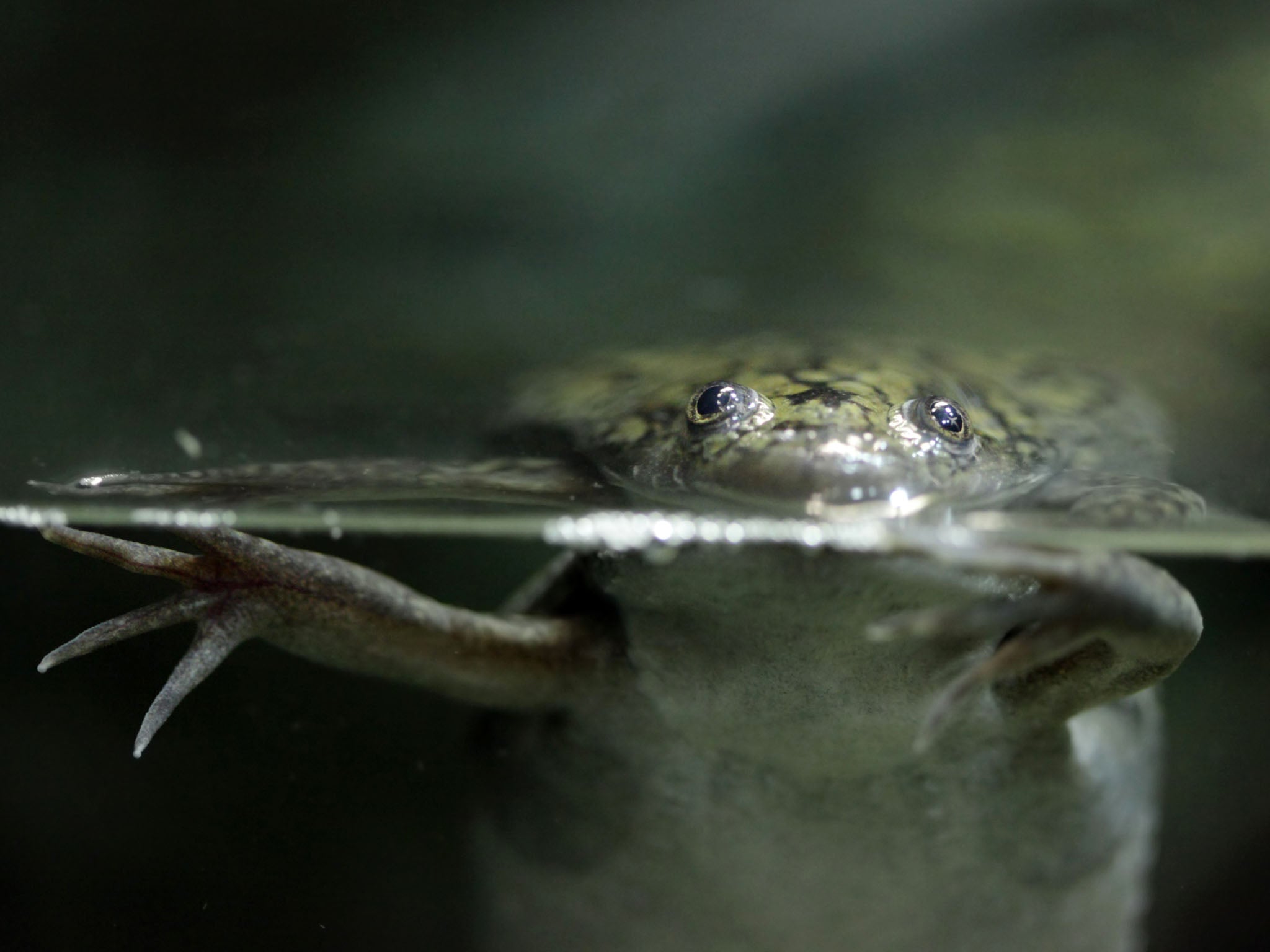 Lost legs need not be gone forever with the African clawed frog