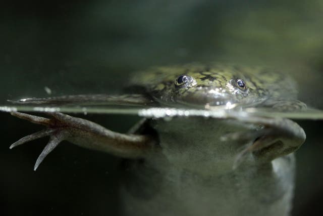<p>Lost legs need not be gone forever with the African clawed frog</p>