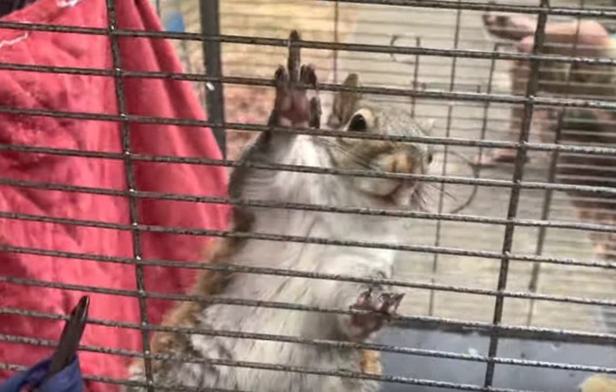 Alabama man accused of keeping &lsquo;attack&rsquo; squirrel fed with meth