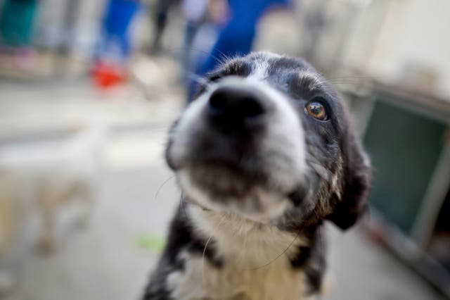 Prime Minister Boris Johnson has previously denied intervening to bring Nowzad staff and animals to Britain (Ben Birchall/PA)