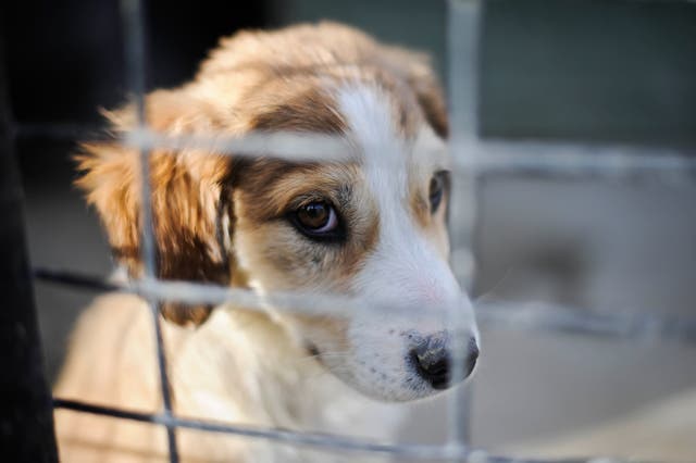 Puppy Seble was rescued by Nowzad (Ben Birchall/PA)