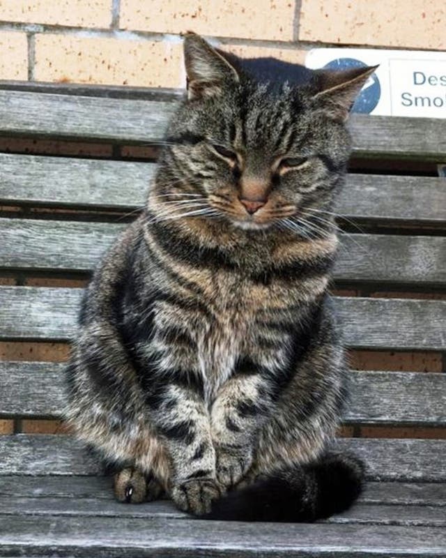 Fergus went missing from his Scottish home 11 years ago (Cats Protection/PA)