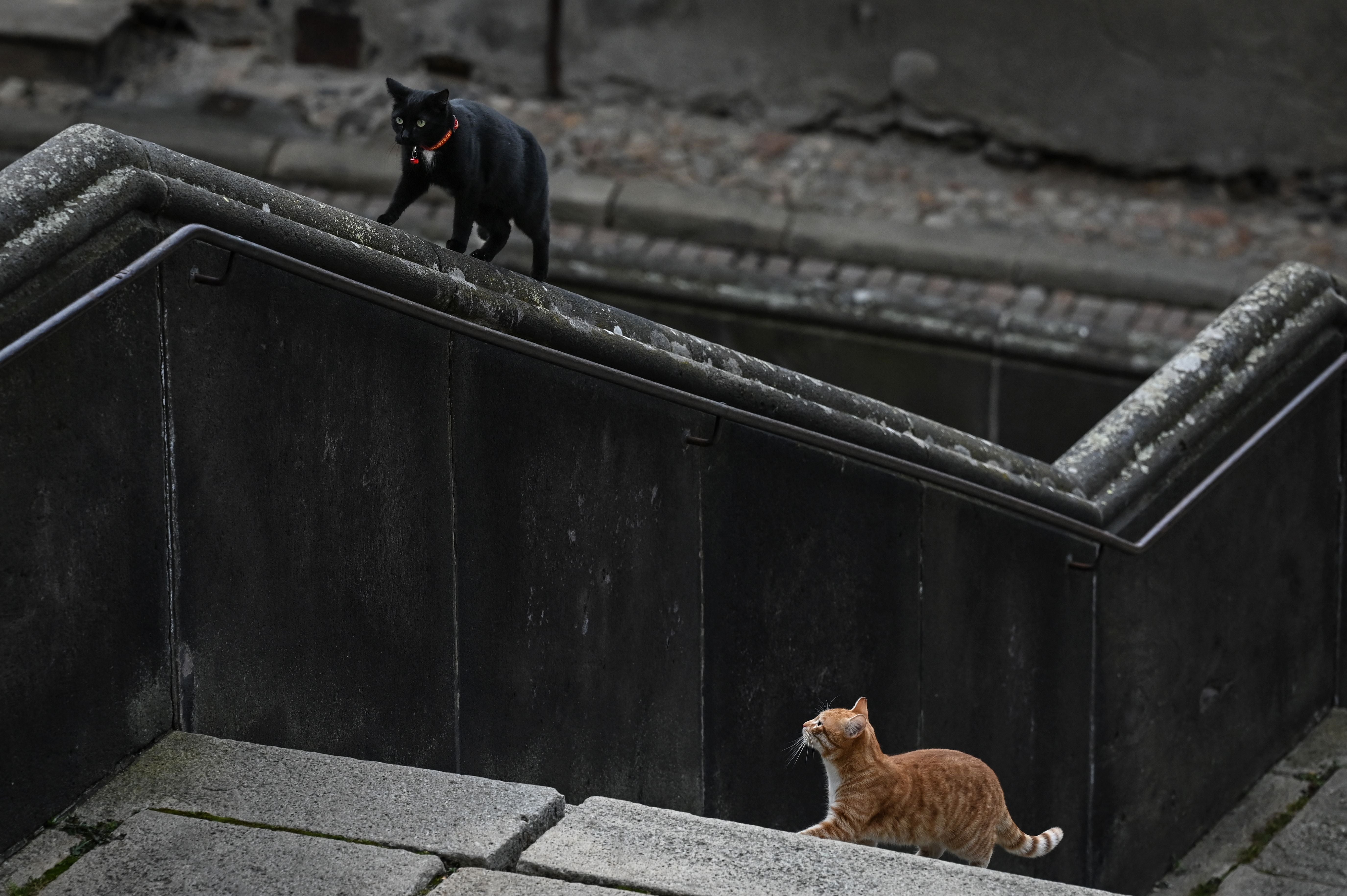 File photo: Two cats play on the Cathedral square in Le Puy-en-Velay, center eastern France, on 21 January 2022