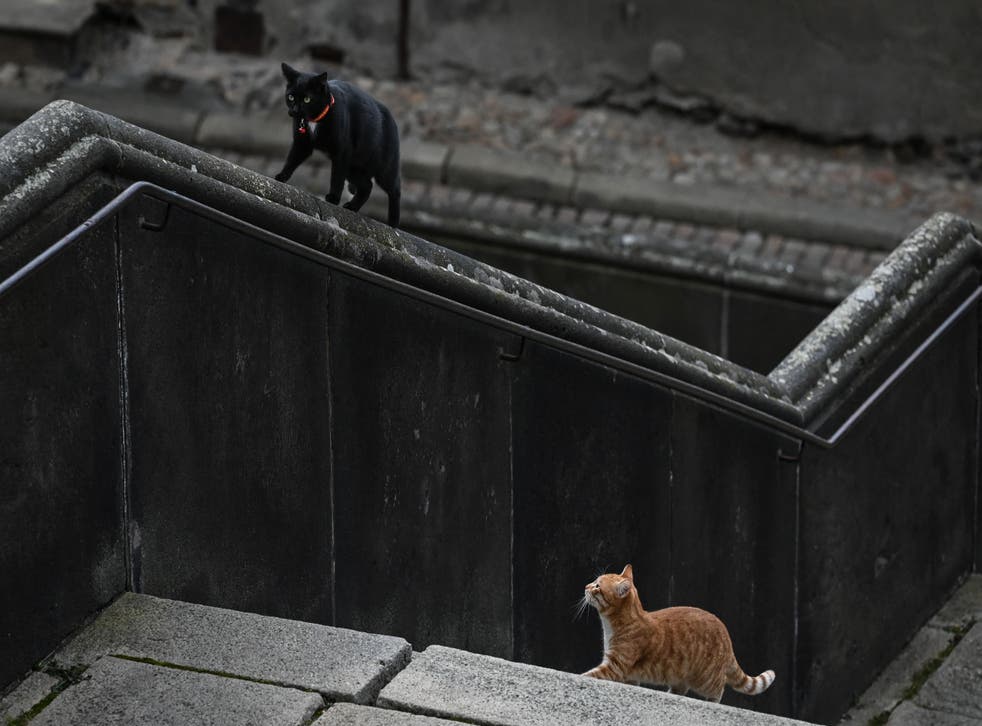 <p>File photo: Two cats play on the Cathedral square in Le Puy-en-Velay, center eastern France, on 21 January 2022</p>
