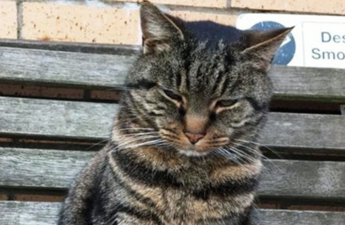 Cat missing for 11 years reunited with owners