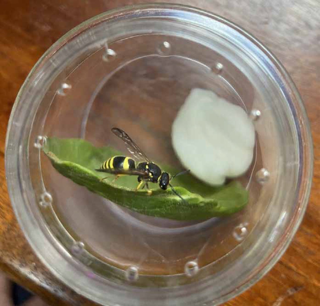 A Wall Mason wasp collected from a pitot probe on an Airbus 319 aircraft