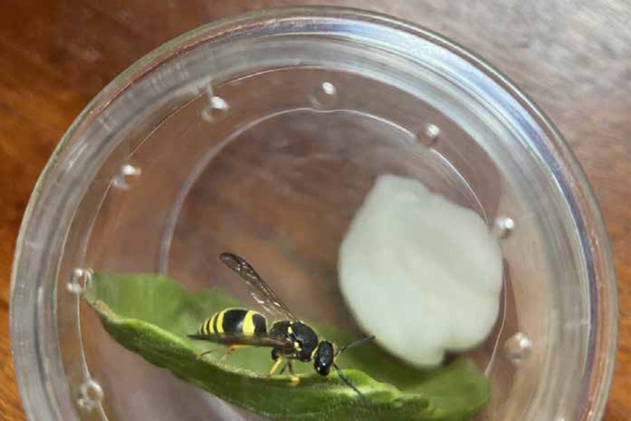 Insect-infested aircraft at Heathrow forced to abandon take-offs | The ...