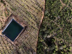 In Mexico, avocados, deforestation, drug gangs go together
