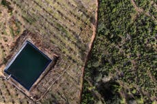 In Mexico, avocados, deforestation, drug gangs go together