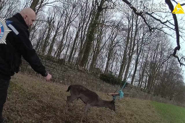 Two police officers in Wales attend to a deer which had become trapped in a rope swing (Dyfed-Powys Police)